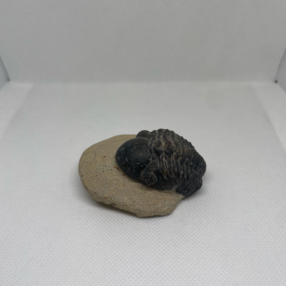 Trilobite Fossil Specimen